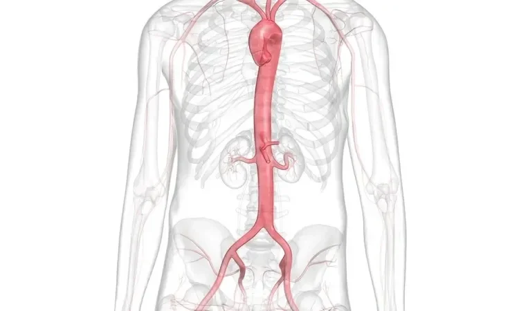 Medical illustration of the human circulatory system highlighting the aorta in red, showing its pathway from the heart through the abdomen.