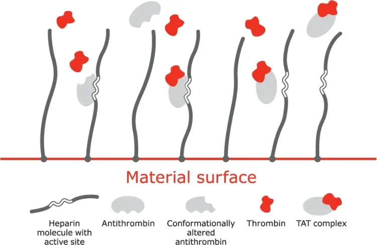 Mechanism of action