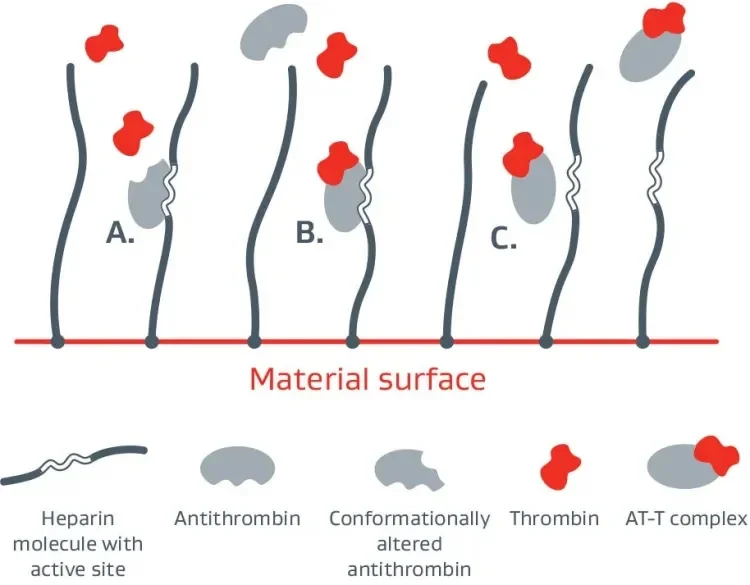 CBAS® Heparin Surface - mechanism of action