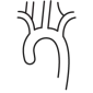 Vector image of Thoracic Aorta